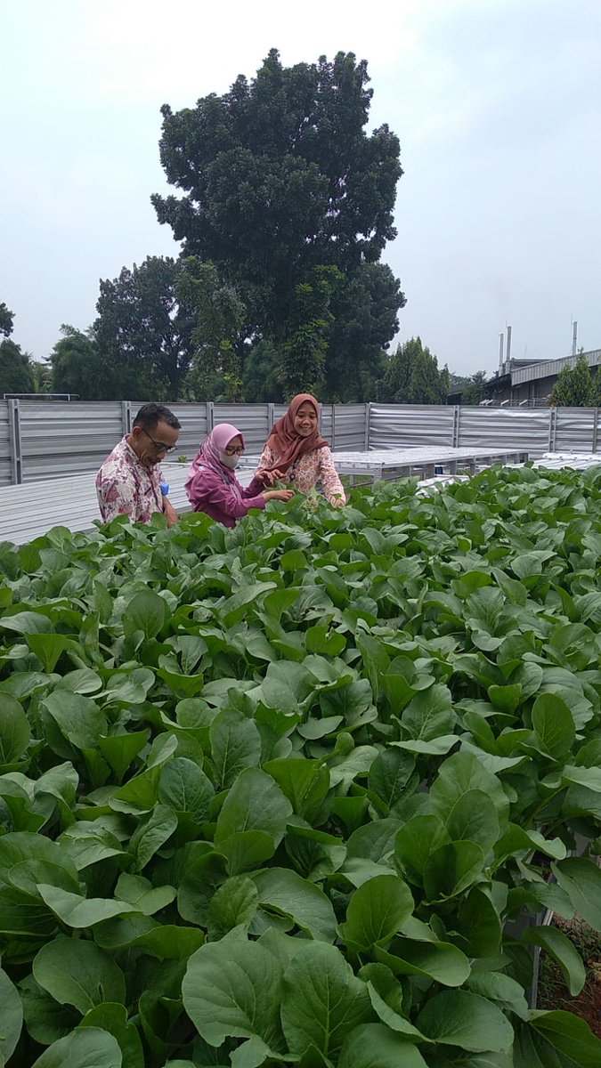 drponik's tweet photo. Sayuran hidroponik bukanlah tanaman yg kebal dari hama, meski atap langit dapat diminimalisir serangan hama, dengan rutin melakukan penyemprotan dengan ekstrak dedaunan yg berpotensi sebagai pestisida alami #hidroponik #sayuran #freepesticide https://t.co/erxmnARP4e