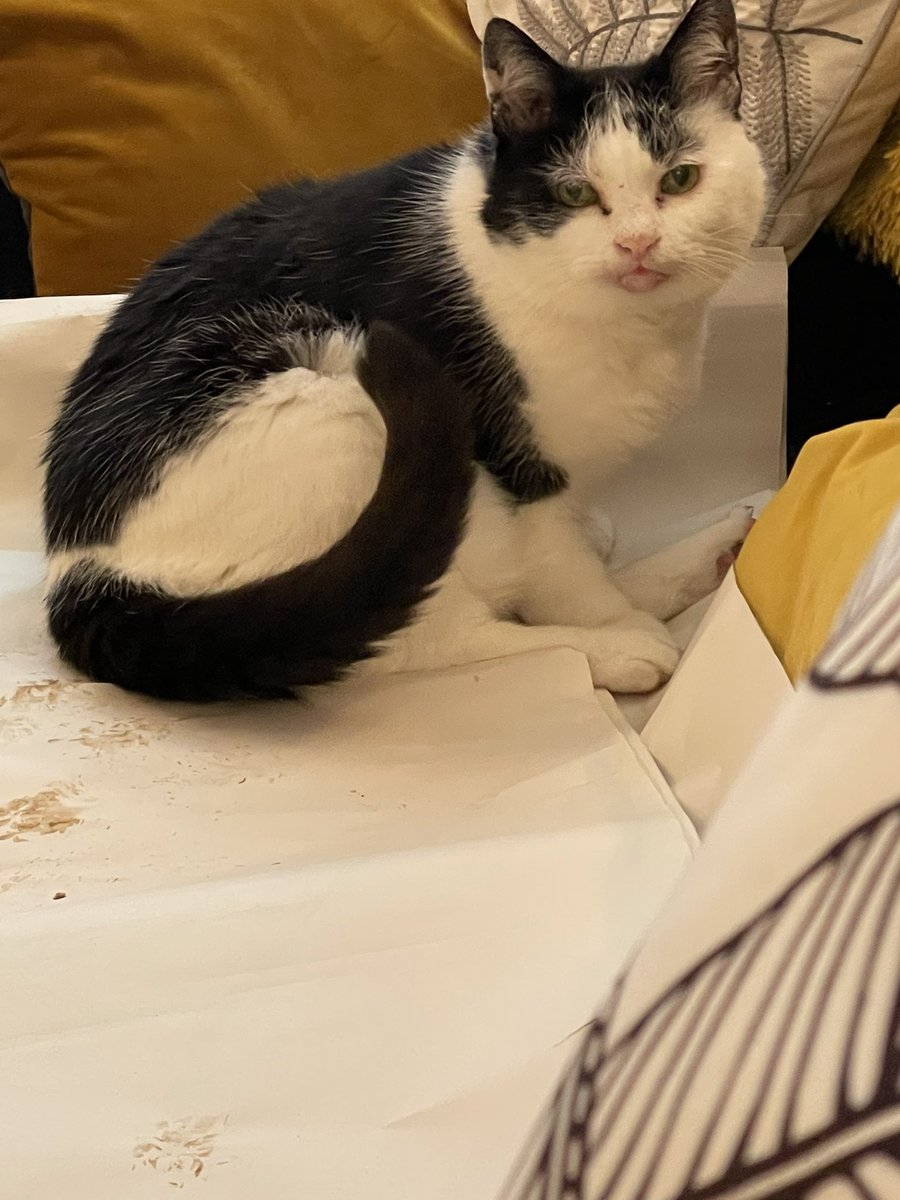 JasmineTuxCat's tweet photo. OK, OK! No need to shout Boss! If you donโt want me to wipe my feet on your flip chart, maybe donโt leave it on my sofa โฆ. #workingfromhomeproblems https://t.co/sABMSA7s3d