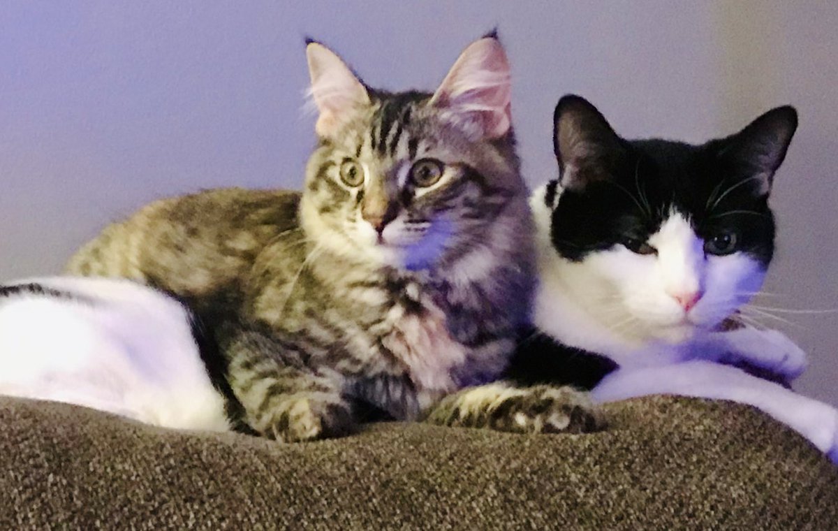 UpuQue's tweet photo. And now I'm trying to remember what Coco could possibly ever do that I might consider to be unkind! As IF, Que! Unnecessary, of course. She was extra, after all. I assume that she was bugging her brother to amuse herself ❤️ #CocoCat #ArchieCat #Cats https://t.co/oAZoz8NMgt