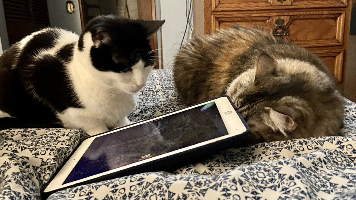 UpuQue's tweet photo. And now I'm trying to remember what Coco could possibly ever do that I might consider to be unkind! As IF, Que! Unnecessary, of course. She was extra, after all. I assume that she was bugging her brother to amuse herself ❤️ #CocoCat #ArchieCat #Cats https://t.co/oAZoz8NMgt