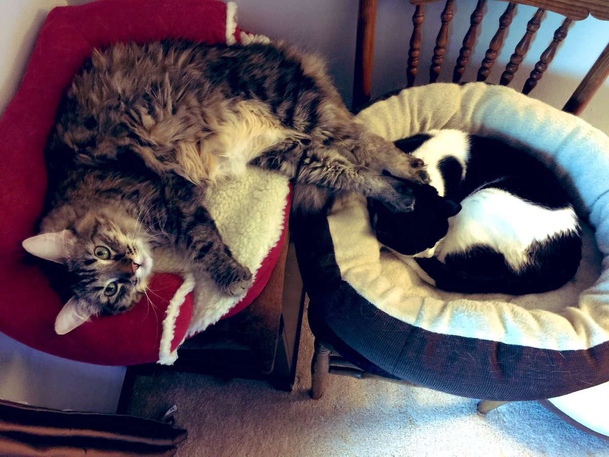 UpuQue's tweet photo. And now I'm trying to remember what Coco could possibly ever do that I might consider to be unkind! As IF, Que! Unnecessary, of course. She was extra, after all. I assume that she was bugging her brother to amuse herself ❤️ #CocoCat #ArchieCat #Cats https://t.co/oAZoz8NMgt