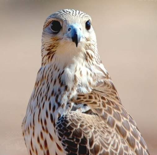 Abomazen Elmasry (@abomazenelmas13) on Twitter photo 