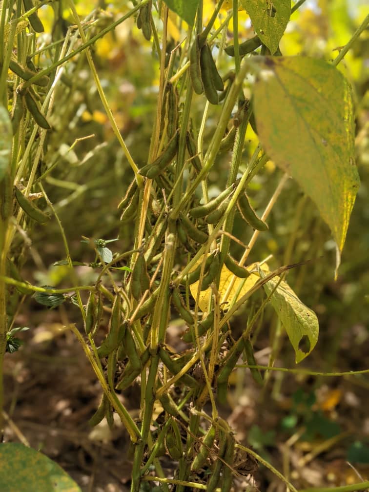 Uganda Media Centre on Twitter "The farmers were provided with
