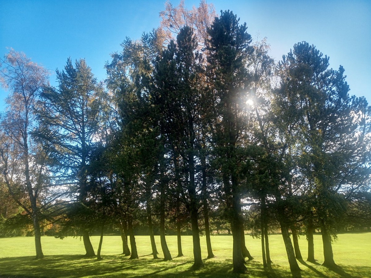 FR_SERG's tweet photo. The #NorthernResearchStation of @Forest_Research is located on #EasterBushCampus in #Midlothian Here are some of the many trees found at #EasterBush #NationalTreeWeek #treeoftheday @crhmail200 on Instagram https://t.co/URO7jnLpXl