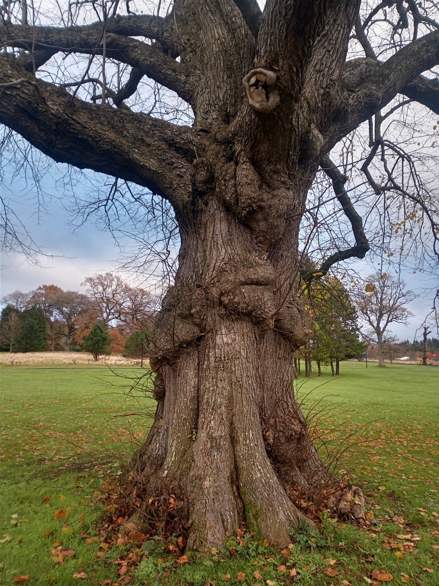 FR_SERG's tweet photo. The #NorthernResearchStation of @Forest_Research is located on #EasterBushCampus in #Midlothian Here are some of the many trees found at #EasterBush #NationalTreeWeek #treeoftheday @crhmail200 on Instagram https://t.co/URO7jnLpXl