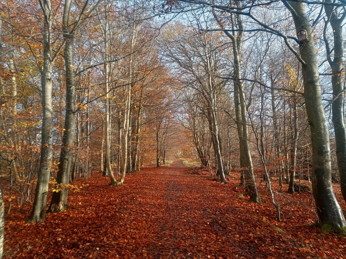 FR_SERG's tweet photo. The #NorthernResearchStation of @Forest_Research is located on #EasterBushCampus in #Midlothian Here are some of the many trees found at #EasterBush #NationalTreeWeek #treeoftheday @crhmail200 on Instagram https://t.co/URO7jnLpXl