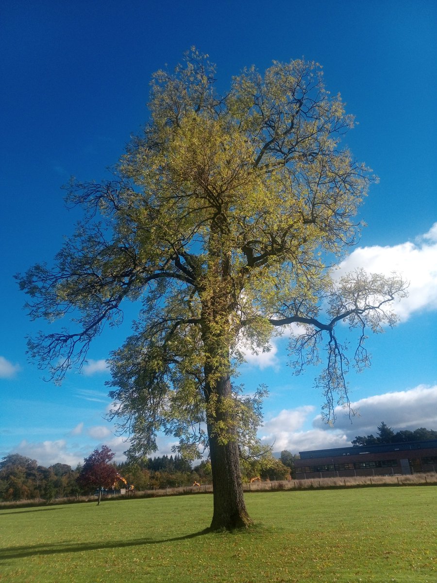 FR_SERG's tweet photo. The #NorthernResearchStation of @Forest_Research is located on #EasterBushCampus in #Midlothian Here are some of the many trees found at #EasterBush #NationalTreeWeek #treeoftheday @crhmail200 on Instagram https://t.co/URO7jnLpXl