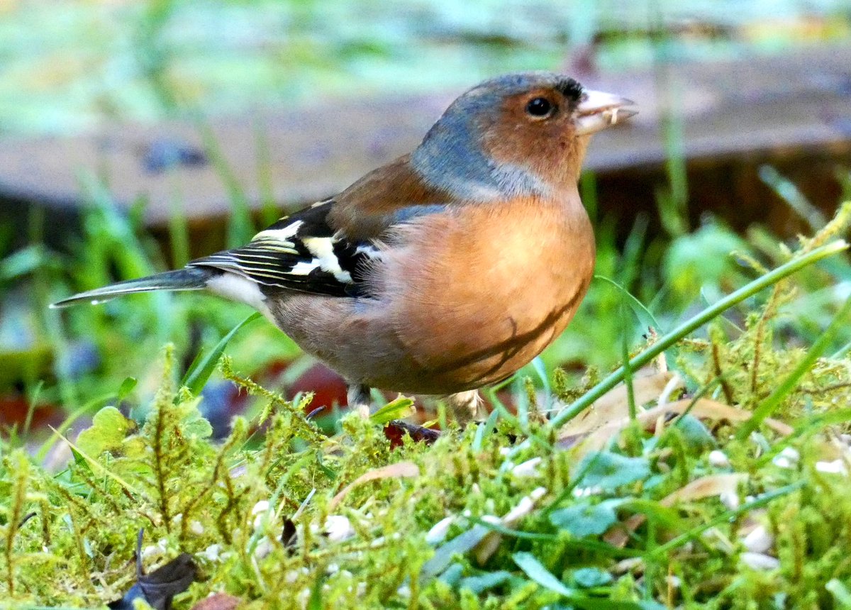 Male Chaffinch looking good …. #warburg #warburgnaturereserve #bbowt #bbowtnaturereserve @chilternhills @chilternsaonb #chaffinch #finches #finch #aonb #chilternsaonb #bix #stonor @chilternsights @chiltern_nature #chilternvalley #beechwood <a href="/BBOWT/">BBO Wildlife Trust</a> <a href="/ChilternsCCC/">Chalk Cherries and Chairs Team</a> <a href="/ChilternsNT/">Chiltern Countryside</a>
