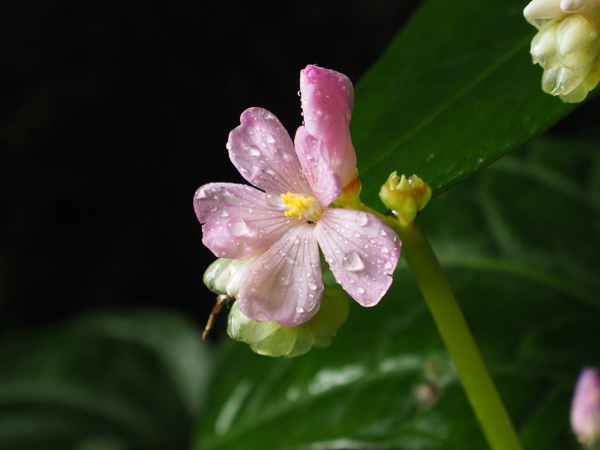 tueboga's tweet photo. Highlight im #Dezember bei uns im #BotanischerGarten #Tübingen ist Monolena primuliflora: tolle Blüten, aber noch tollere Früchte. We call it "Backenzahnpflanze"
https://t.co/S3YwlXzsAC https://t.co/R4UWcyrMkS