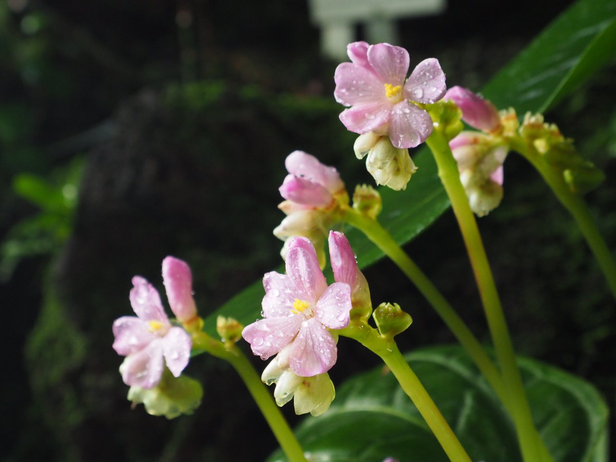 tueboga's tweet photo. Highlight im #Dezember bei uns im #BotanischerGarten #Tübingen ist Monolena primuliflora: tolle Blüten, aber noch tollere Früchte. We call it "Backenzahnpflanze"
https://t.co/S3YwlXzsAC https://t.co/R4UWcyrMkS