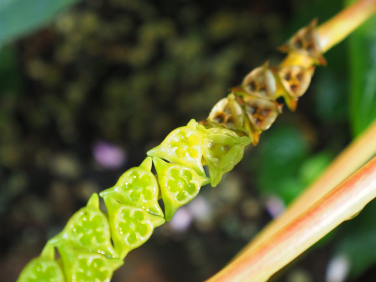 Highlight im #Dezember bei uns im #BotanischerGarten #Tübingen ist Monolena primuliflora: tolle Blüten, aber noch tollere Früchte. We call it "Backenzahnpflanze"
uni-tuebingen.de/de/29552
