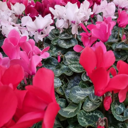 DGCScarb's tweet image. CYCLAMEN - Now in &amp;amp; Deserved of a #ThumbsUpThursday 👍 Love the vibrant flowers on these Christmas favourites. A lovely gift idea that will bloom for several months. #Cyclamen #Christmas #ChristmasGifts #DeansGardenCentre #GardenCentre #FamilyBusiness #Scarborough #NorthYorkshire