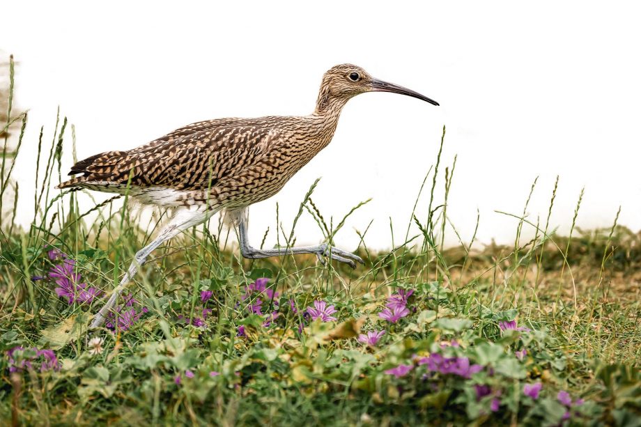 🌳 Effects of tree planting in England on breeding curlew are not yet fully understood, but research so far suggests that there are negative consequences. This briefing sheet introduces the issue and summarises the science… #NationalTreeWeek 

whatthesciencesays.org/briefing-sheet…