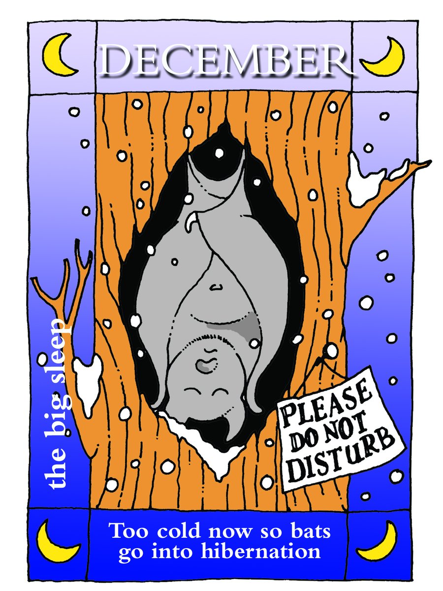 It is December and temperatures are dropping! Bats should be hibernating now. They may roost on their own or in small groups, often in cool, quiet places like disused buildings, old trees or caves, where they hopefully won't be disturbed.

bats.org.uk/about-bats/a-y…