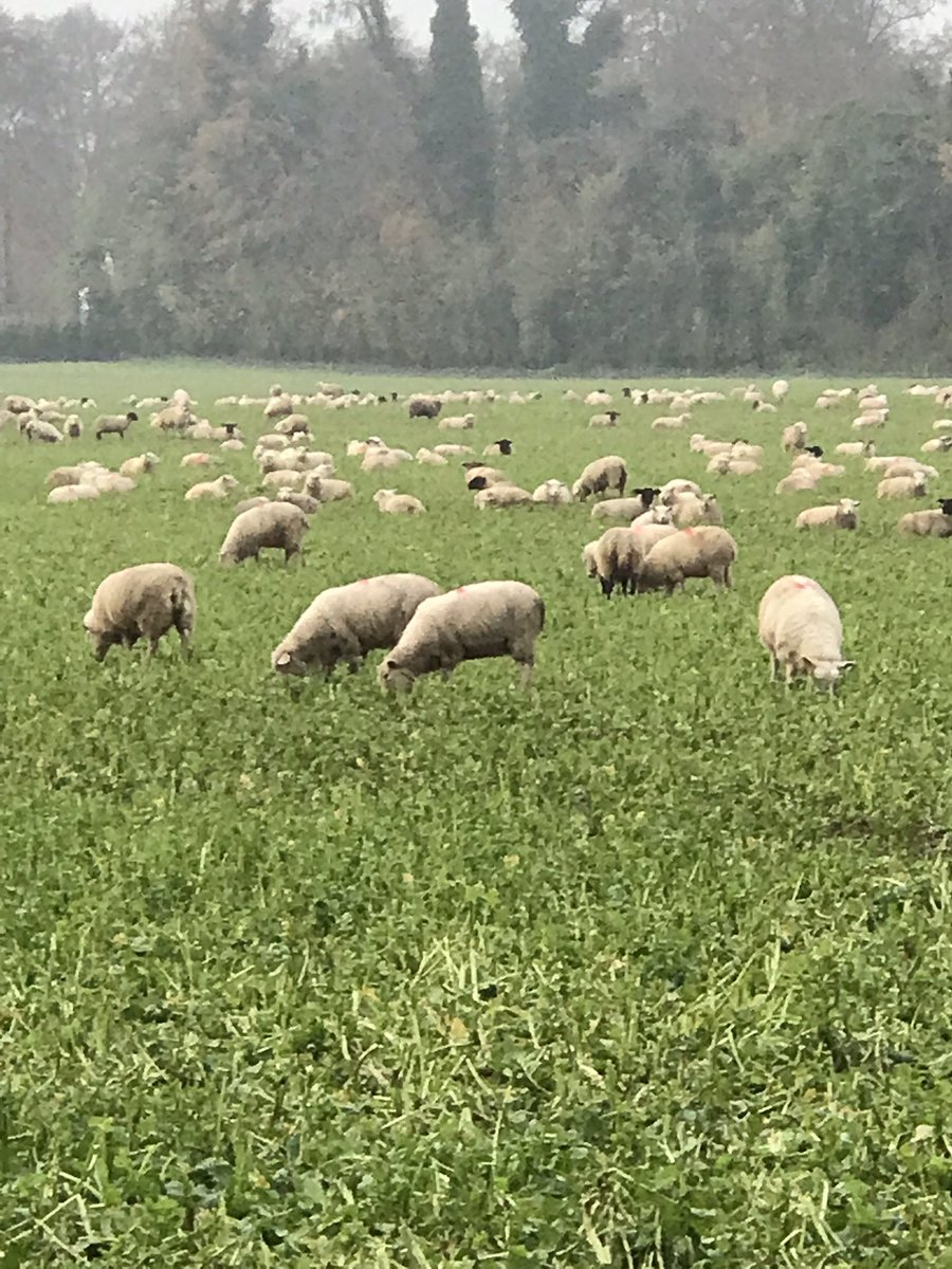JimScarratt's tweet photo. Although we are an arable farm, it’s lovely to see livestock on the cover crops, taking me back to my pig,sheep,beef and dairy cow days in a previous life, and all without the hassle of knowing if they get out or die it’s not my problem😂😁 🐖 🐑 🐄 #sheep #covercrop #foddercrops https://t.co/Ll6PQBuNX0