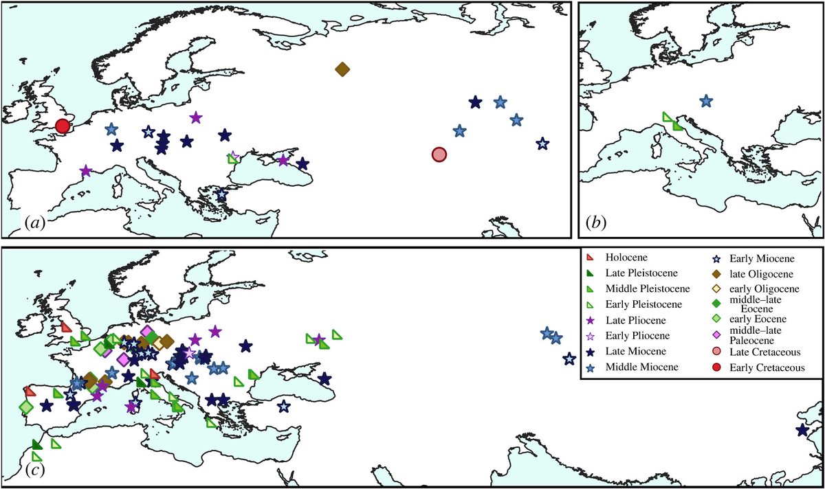 Phil Mannion (@pdmannion) on Twitter photo New paper led by Loredana Macaluso <a href="/unito/">Università di Torino</a> on the fossil record of Palearctic salamanders, which we evaluate to explain how their present-day enigmatic and disjunct distribution reflects regional extinctions caused by tectonic + climatic drivers doi.org/10.1098/rsos.2… <a href="/ES_UCL/">EarthSciences UCL</a> New paper led by Loredana Macaluso <a href="/unito/">Università di Torino</a> on the fossil record of Palearctic salamanders, which we evaluate to explain how their present-day enigmatic and disjunct distribution reflects regional extinctions caused by tectonic + climatic drivers doi.org/10.1098/rsos.2… <a href="/ES_UCL/">EarthSciences UCL</a>