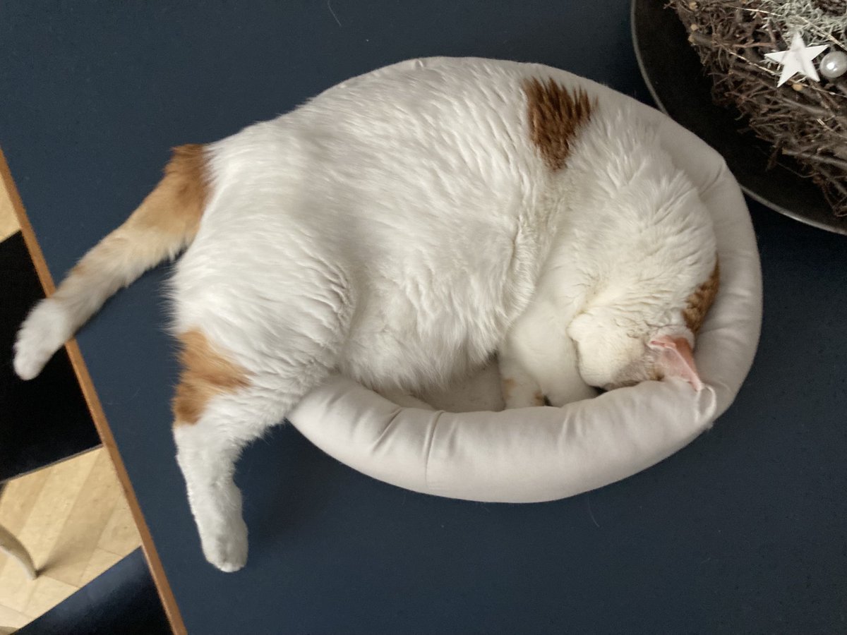 citypets tweet media