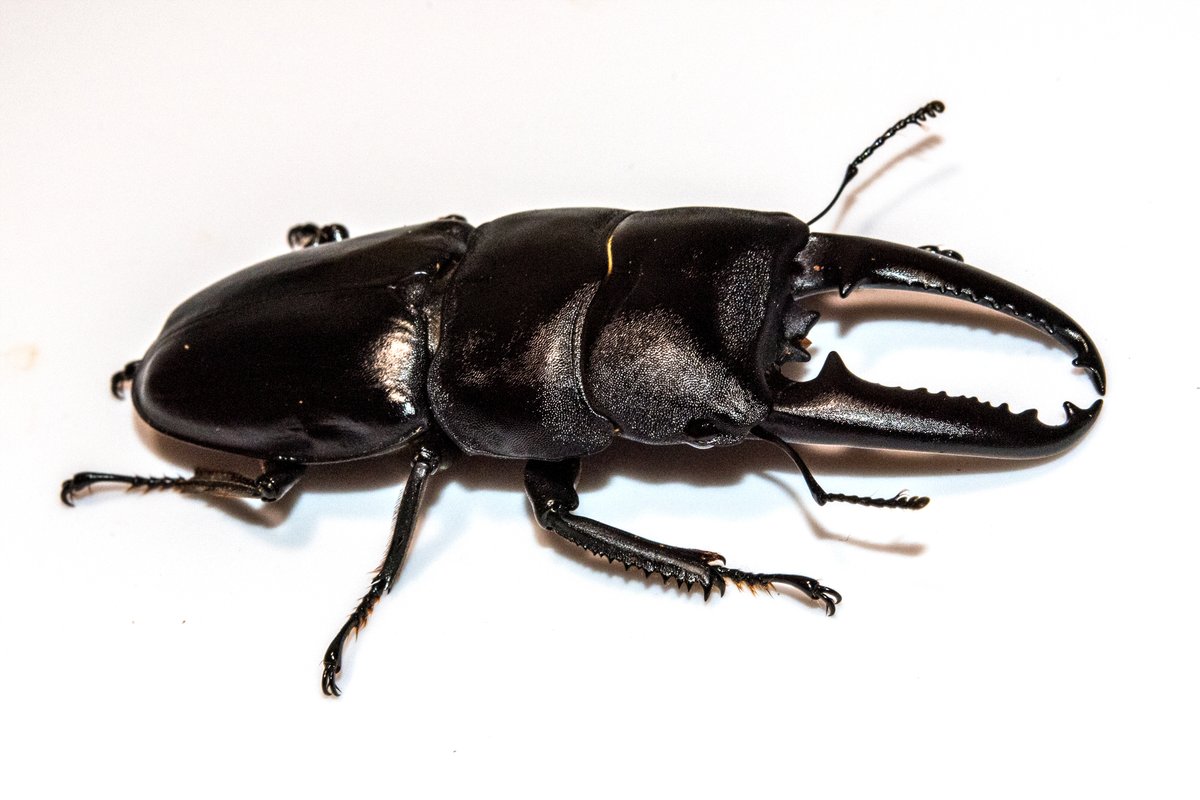 ちょっとはやいクリスマスプレゼントということで…… 