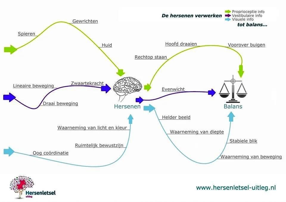 Als er iets mis is met de hersenen e/o oogspieren e/o visuele beeldverwerking e/o positiezin proprioceptie voor de balans e/o het evenwichtsorgaan kan je je balans verliezen, duizeligheid en misselijkheid ervaren en meer klachten. Vandaag
PROPRIOCEPTIE: lnkd.in/eZXgGTPK
