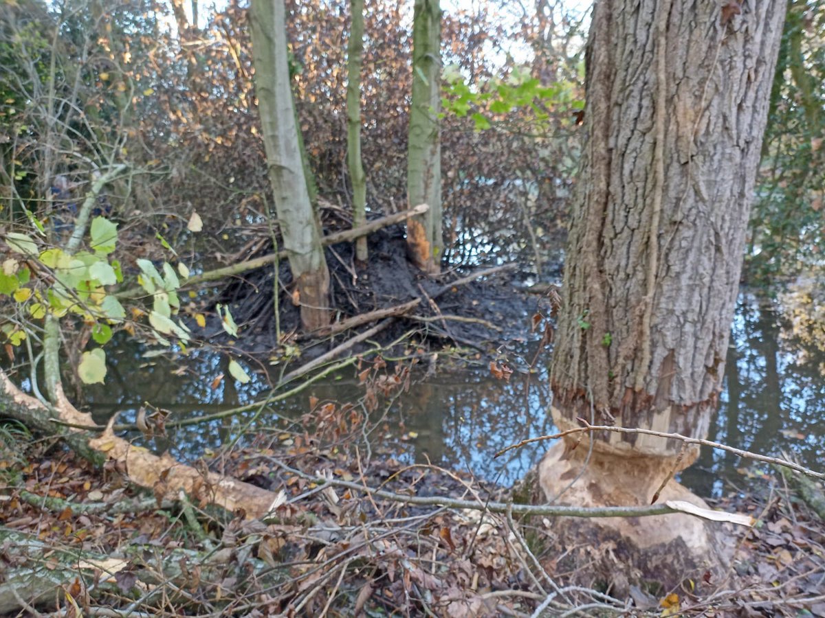 Norfolk Rivers Trust tweet media