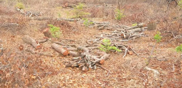 MOSESCharityOr1's tweet photo. #Enddefforestation

Using Zesco Power to cook is way cheaper than charcoal. My observation; A 25kg bag of charcoal costs K120 here. There is only half bag to use, the rest nimvumvu.
#StopDeforestration
www.mosescharity https://t.co/eyBPYKYboV