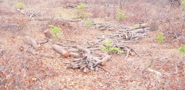 MOSESCharityOr1's tweet photo. #Enddefforestation

Using Zesco Power to cook is way cheaper than charcoal. My observation; A 25kg bag of charcoal costs K120 here. There is only half bag to use, the rest nimvumvu.
#StopDeforestration
www.mosescharity https://t.co/eyBPYKYboV