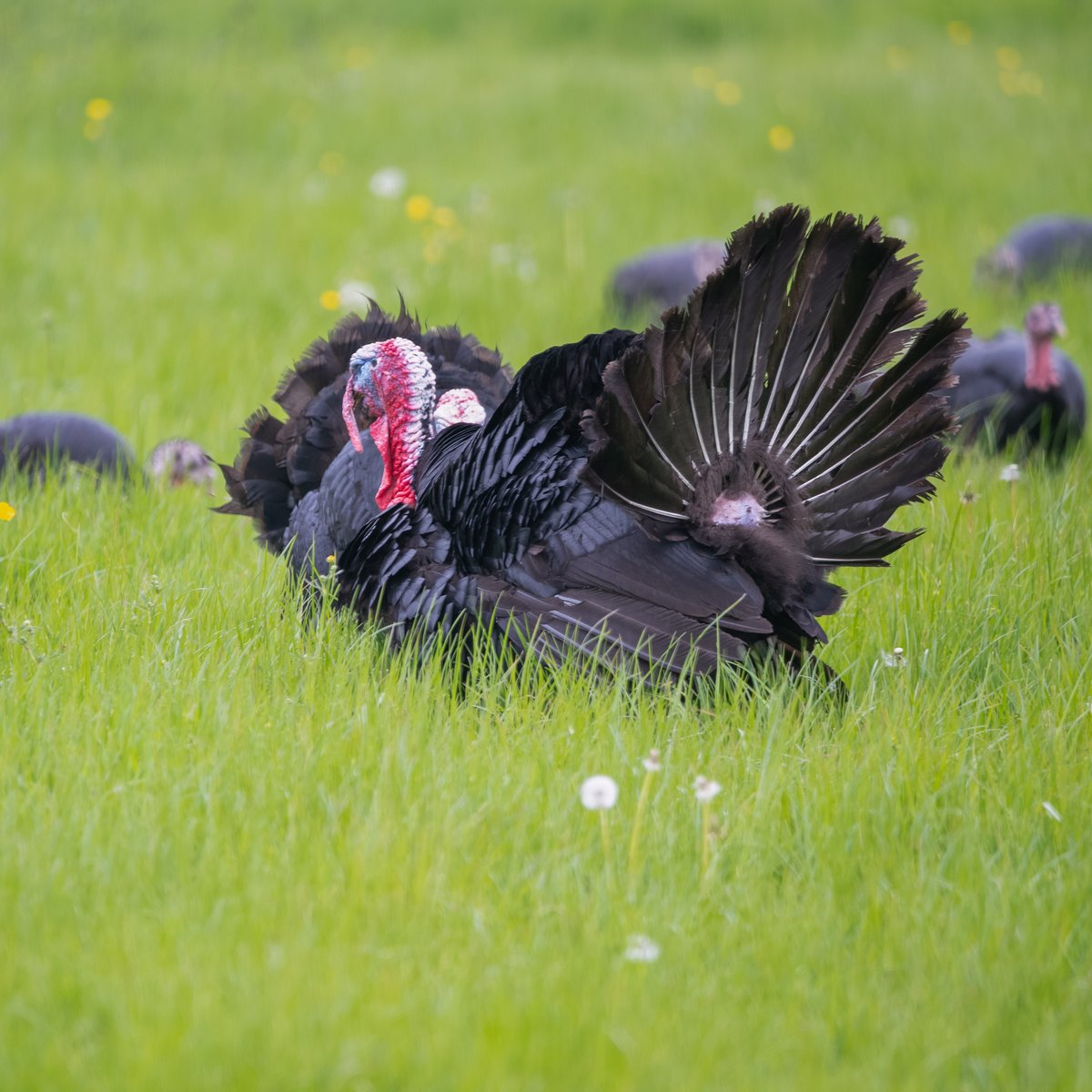 southormsby's tweet photo. Let’s talk turkey! Our succulent, pasture-raised, heritage-breed turkeys are available at 2021 prices RIGHT NOW. Don’t delay as we favour quality over quantity and stock is limited. 
https://t.co/8rlIqDzxOj 
#BuyMyTurkey #christmasturkey #pastureraised #norfolkblack https://t.co/RYdOoXuWfR