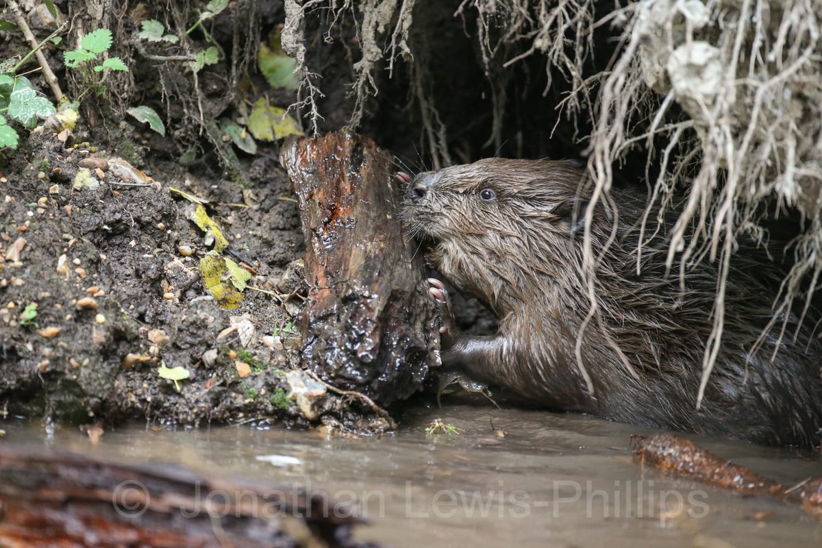 📢📢 GLAVEN BEAVERS IN THE SPOTLIGHT - national news coverage!! #bbcbreakfast @ 07:48 bbc.co.uk/programmes/m00… (ready soon) Super proud of them and the epic work they've done to restore and enhance river and wetland habitat 🦫🦫