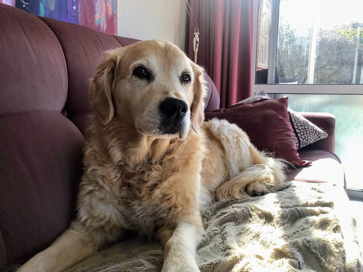 It’s 3 years since I kissed that muzzle, stroked those velvety ears, blew raspberries on that pink tummy, heard you talking to me and feeling you beside me at night. I miss you every day sweet Miha 🌈 December 02 2019 😢😢😢😢

#DogsofTwittter