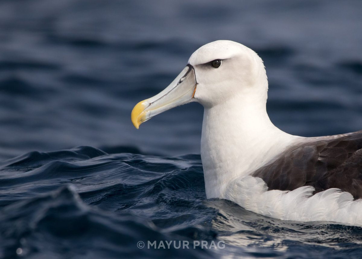 The Seabird Group tweet media