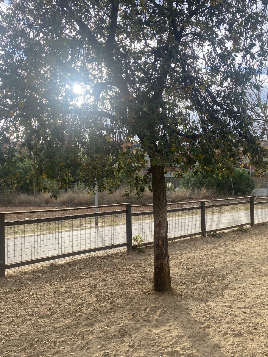 IreneMZ_'s tweet photo. Bon dia #lesfranqueses. 5 municipis, 3 pipicans… Vist al pipican de Bellavista. Sabeu que el gla es tòxic per els gossos? I l’arbre és dins de l’àrea d’esbarjo? @AjuntafemsL @lesfranqueses @garbuix https://t.co/6BWwoMbGQR