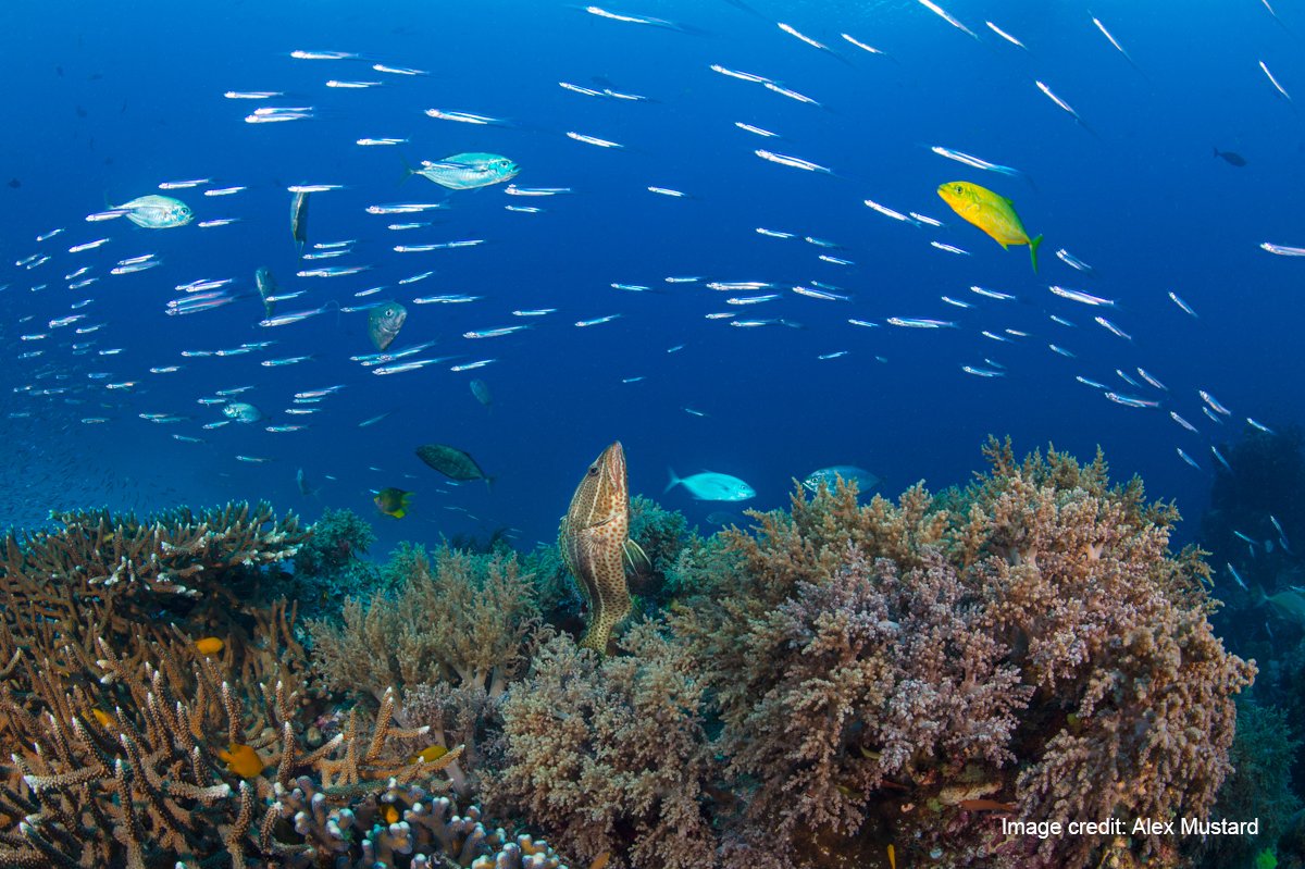 UniofExeterESI's tweet photo. Prof Callum Roberts is giving a talk "Dispatches from the global centre of #marine #biodiversity: creating a viable future for one of the world’s most extraordinary places" at 4pm on 15 Dec. Interested participants outside the ESI can join us online
https://t.co/AhrPcYsb0G
#esi10 https://t.co/MWe36bfToE
