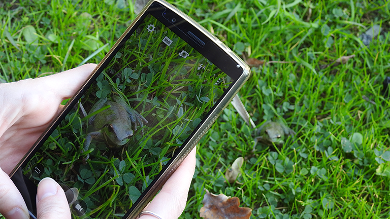 Are you interested in integrating automatic species identification into your #citizenscience app?🤳🐸 Our service AI-taxonomist, developed by <a href="/Inria/">Inria</a>, may interest you to help your users identify the species from a picture. Keep reading!!!👇