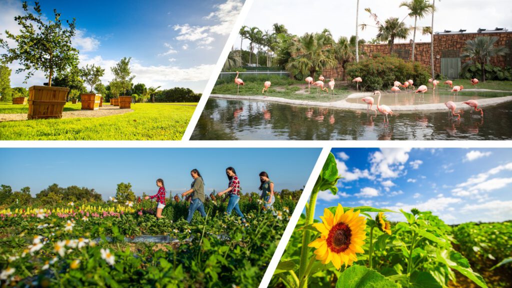 Miami feiert seine Landwirtschaft mit Angeboten  und Erlebnissen im November wurde auf gce-agency.com veröffentlicht!