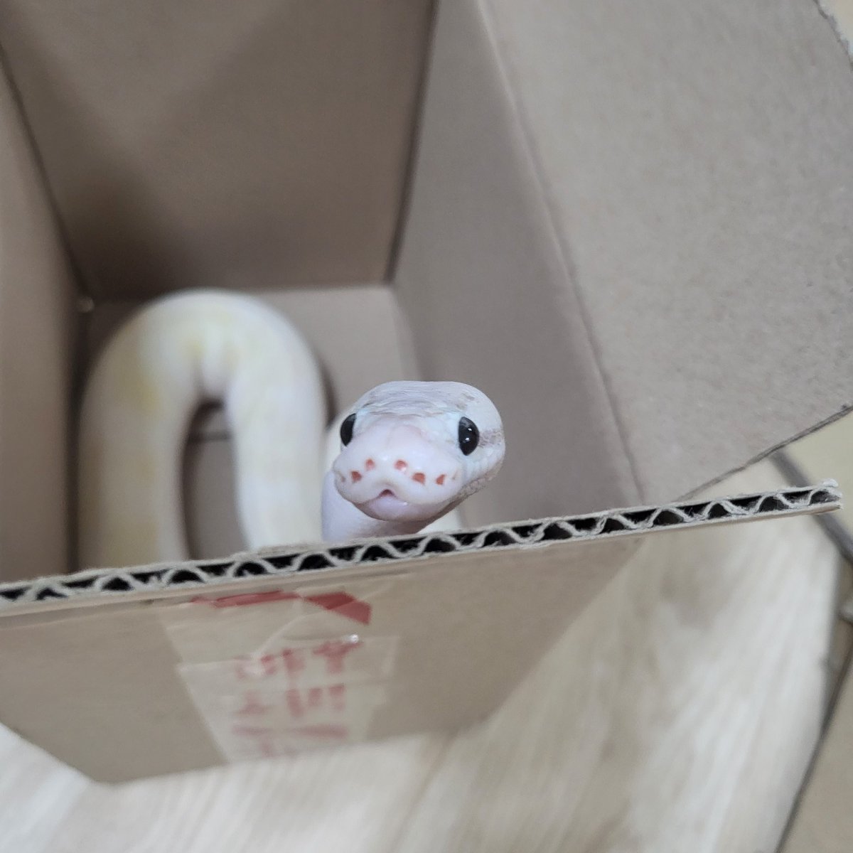 사육장 대청소중 상자로 유배가있는 클로에