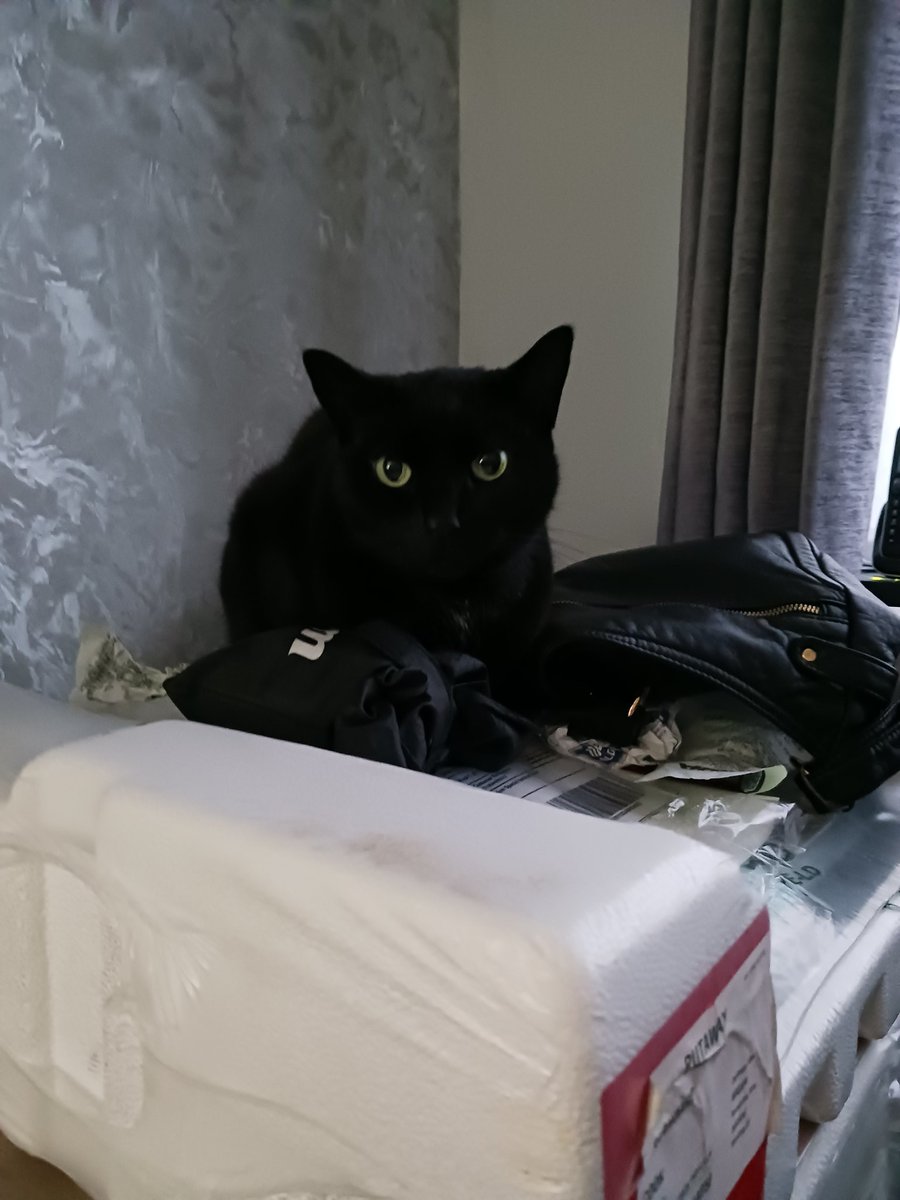 LookAPotatoCat's tweet photo. This is my parent's cat, Phoebe she loves cheese and will judge you harshly if you don't share any with her. 
#cats https://t.co/Nl4CH85iQ8