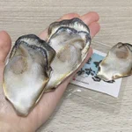 これって本物じゃないの!？思わず二度見する、牡蠣お手玉。