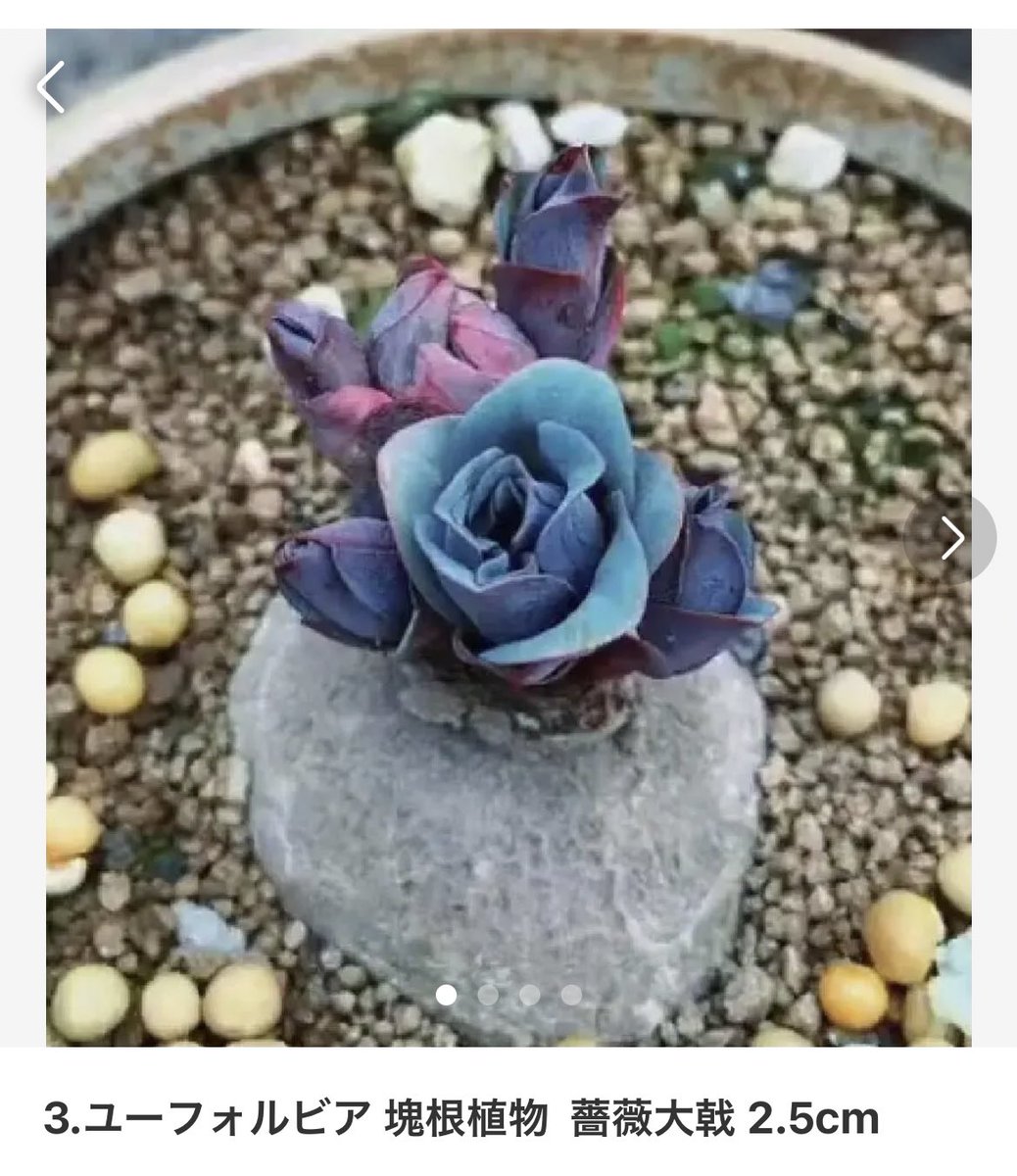 お買い得品 ユーフォルビア薔薇大戟 SALE❣️塊根 ユーフォルビア 薔薇