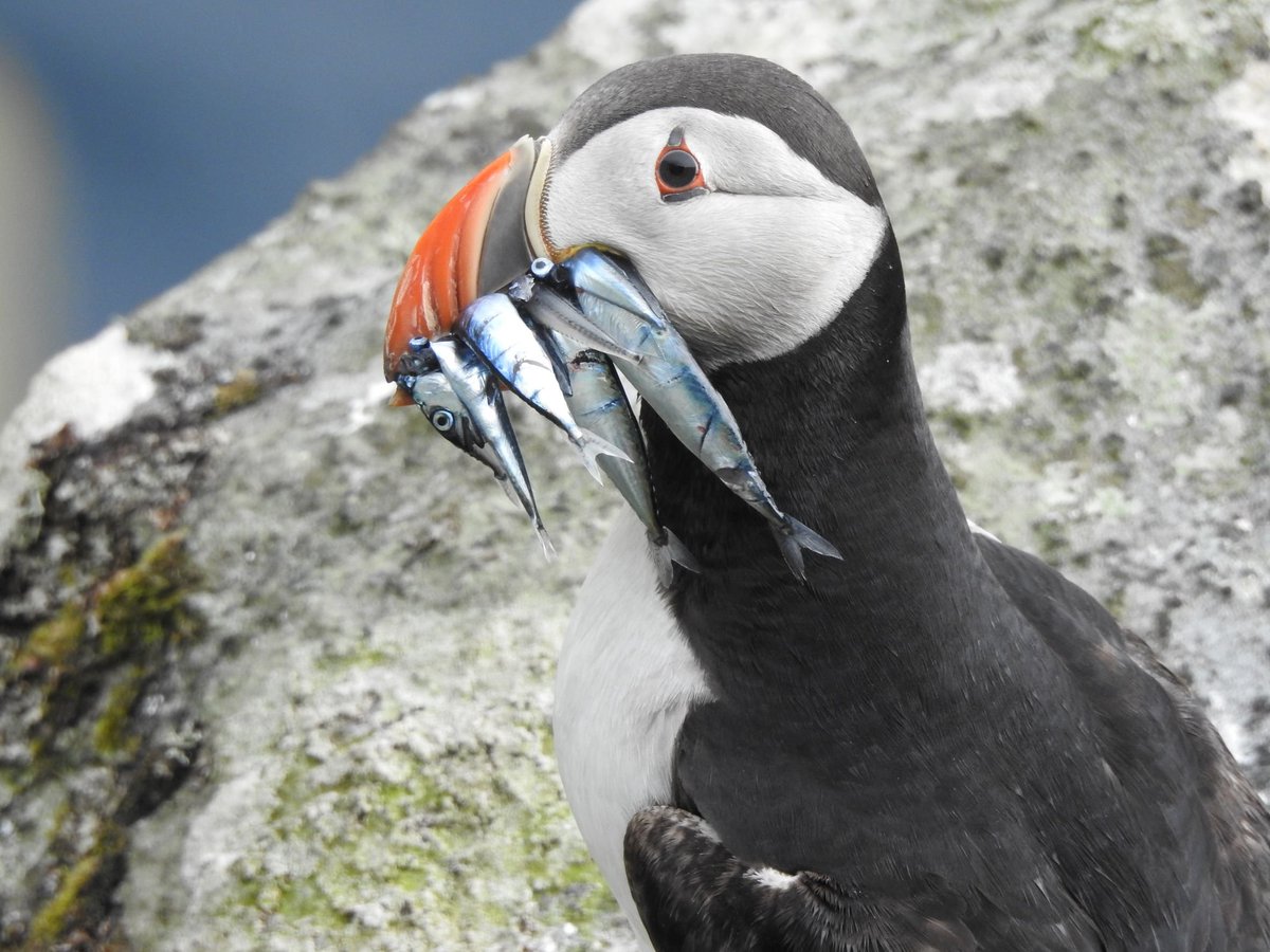 StKildaNTS's tweet photo. To brighten up the dreich winter days we'll be posting a lovely picture of St Kilda every day in December .  I hope this picture needs no explanation #puffin https://t.co/egNIENjUPy