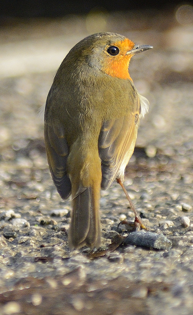 Lake District tweet media