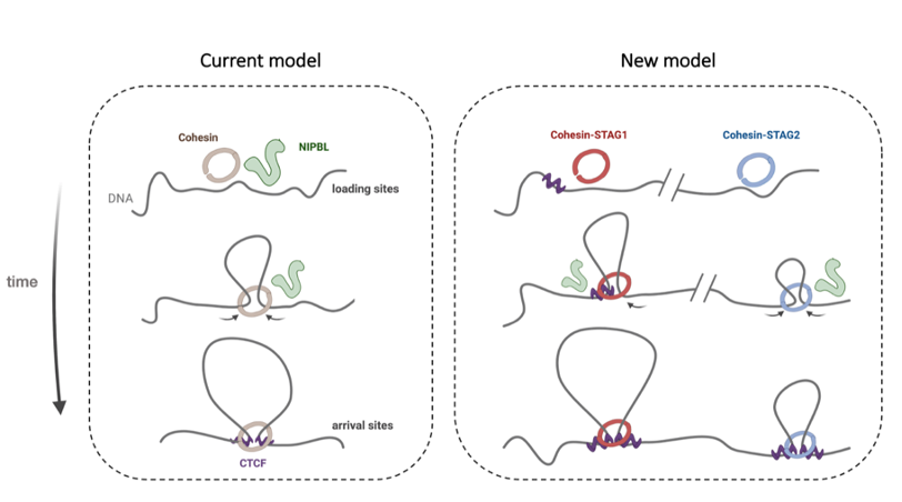 Losada Lab tweet media