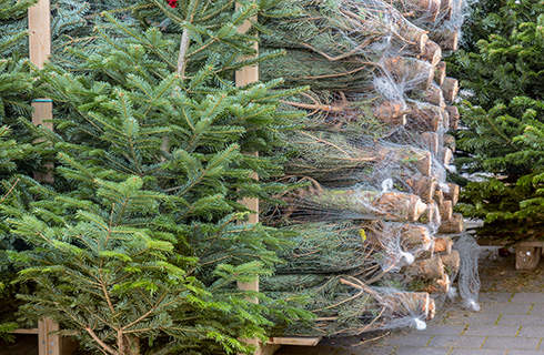 nonsuchtrees's tweet photo. 1 DAY TO GO: Our trees are being packed ready for delivery tomorrow morning. Come and get your tree from midday Friday. We'll be there until 7pm so you can pop in after on your way home from work.  Online orders for delivery on Saturday will close soon. https://t.co/fEiXKAs8pk https://t.co/eLFsjHGHAb