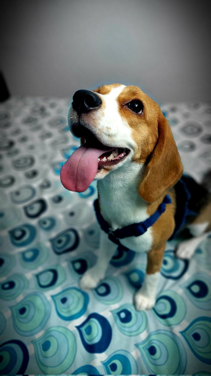 BeagleToffee's tweet photo. Hello folks, how are you all doing? https://t.co/iVBT2xMFoh