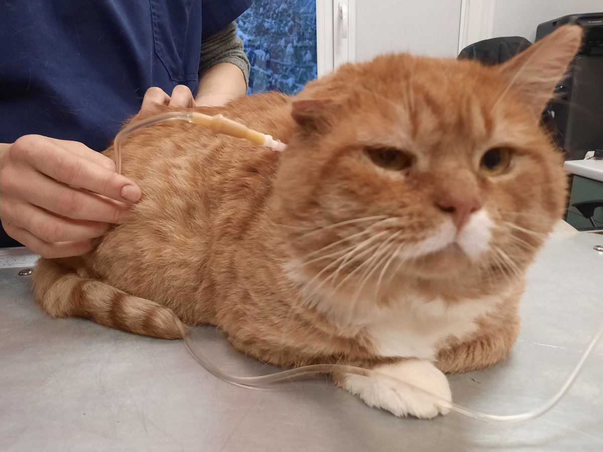 Ulubele's tweet photo. Adoptē 🐕🐈 senioru 8+gadu jaunu no Ulubeles🐾
Pateicoties #SOFIFonds
labdarības programmai, katram senioram ir veselibas atbalsts 250 eur gadă: ja vajadzīgas pārbaudes vai saslimst, tad palīdz🙏
🐈 Taisons izmantoja Sofi fonda pakalpojumus:
Diagnoze=vesels kā rutks 😻🐾🙏❤️🔥 https://t.co/t1PIp1TDwg