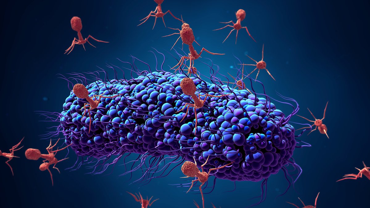 Microbes, Microbiomes and Bioinformatics DTP (@mmbdtp) on Twitter photo ‘Bacteriophages in the ageing gut as targeted therapeutics (ADRIAENSSENS_Q23MMB)’ with @EvelienAdri, <a href="/CardingLab/">Carding_lab</a> and @Falk_tw. #mmbdtp23 uea.ac.uk/course/phd-doc… ‘Bacteriophages in the ageing gut as targeted therapeutics (ADRIAENSSENS_Q23MMB)’ with @EvelienAdri, <a href="/CardingLab/">Carding_lab</a> and @Falk_tw. #mmbdtp23 uea.ac.uk/course/phd-doc…