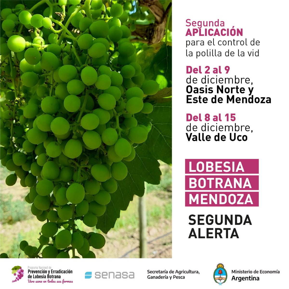 SenasaAR's tweet photo. 🍇En Mendoza, dimos inicio a  la segunda alerta para el control de la plaga Lobesia botrana

📍Los productores del OASIS NORTE Y ESTE de la provincia deberán iniciar con las aplicaciones el día 2 de diciembre hasta el 9 del mismo mes. https://t.co/ic8b1MCCrj