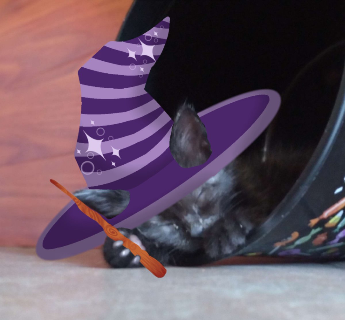 ashswagvan's tweet photo. @ashswagexplain vrooom vrom vroooooooooommmmmmmmmmmmmm vrooom vrrrrom vrom vrom vrooooom vroooommmm vrommm vroom vroom (translation: my cats, and the one with the hat is actually one of my friends cats, also I hope your day gets better) https://t.co/HYwXHYuEh4