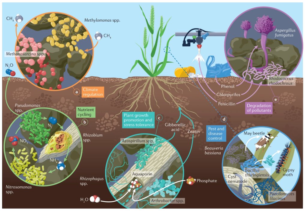NatRevEarthEnv's tweet photo. Soil microbiomes drive key functions in agroecosystems, determining soil fertility, crop productivity &amp; stress tolerance 🦠🌱🪱

@HMicrobiome and @Johansix6 review the key functions of soil microbiomes in agroecosystems
https://t.co/FY3ia05nEv
Free: https://t.co/MEfyuRHxpi https://t.co/wiqinVGtzO