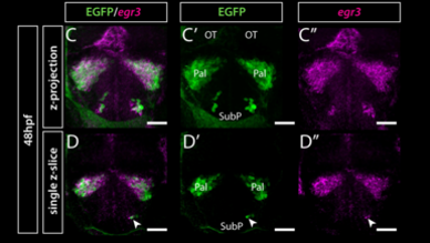 CICAUDC's tweet photo. Mónica Folguera from #Neurover @MonicaFolg is one the authors of “A Structural Atlas of the Developing Zebrafish Telencephalon Based on Spatially-Restricted Transgene Expression” in Frontiers in Neuroanatomy 👉https://t.co/Z99mzL3rLd https://t.co/OK2gXhzGl8