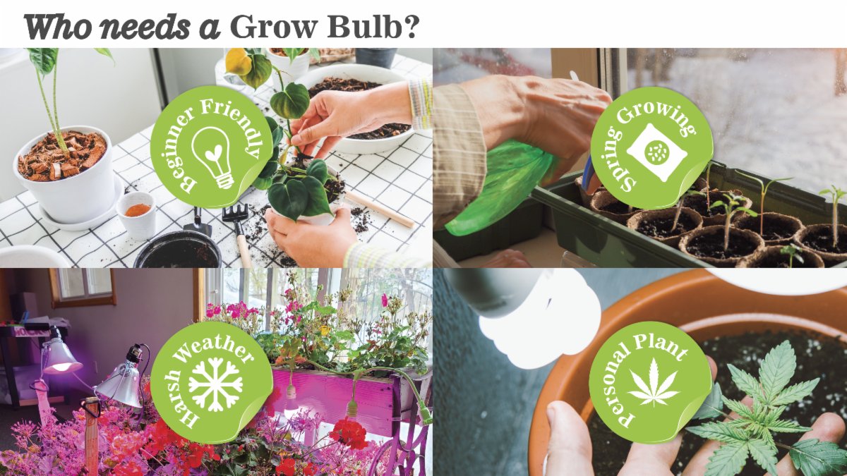 MiracleLED's tweet photo. Our Grow Light Kits have everything you need to start small scale indoor growing! 
Buy one this holiday season for the plant enthusiast in your life. Link in Bio.
#kitchengardening #ledlighting #sustainableproducts #agriculture #urbanagriculture #plantmomlife #herbgarden https://t.co/pbeVu3QX8X
